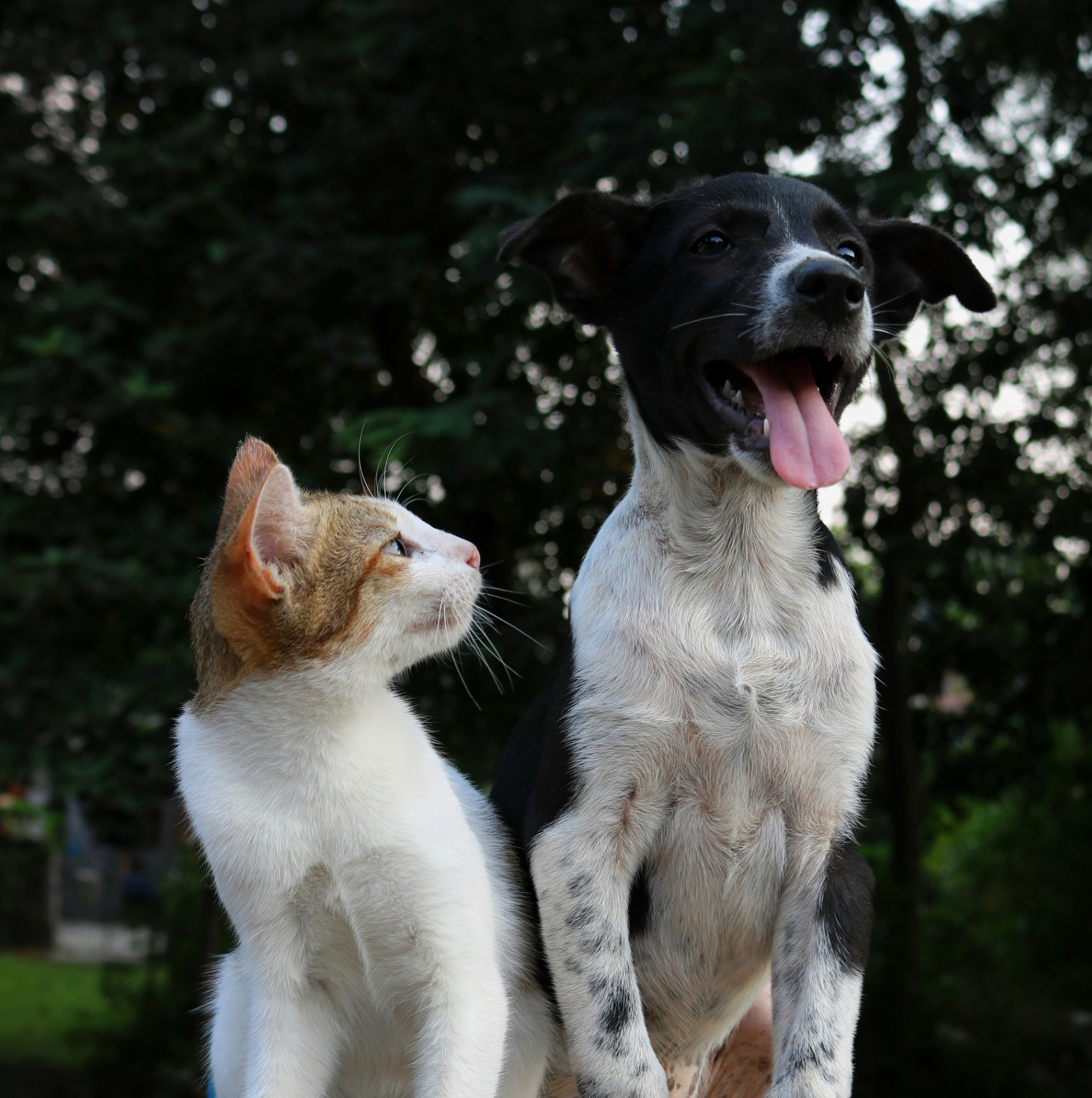 Perro y gato felices acompañados por su veterinario